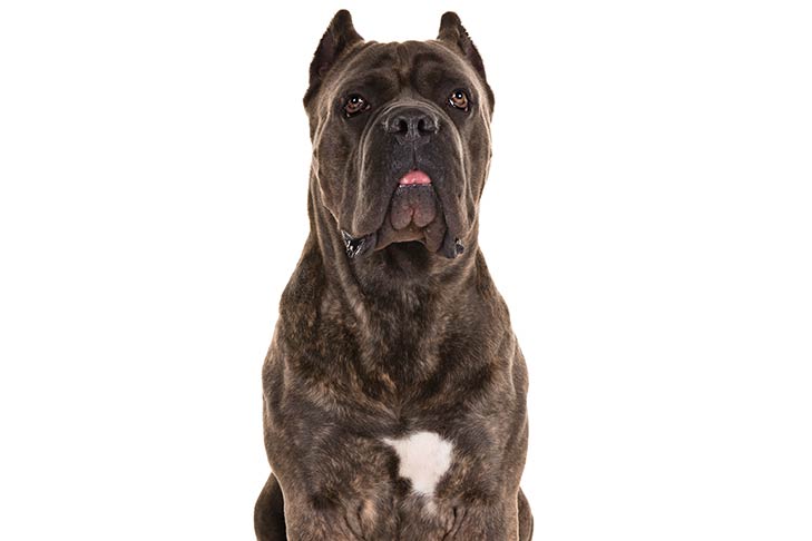تصویر کین کورسو (Cane Corso)